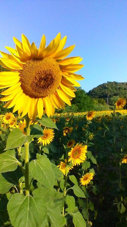 Podere Pian Dei Gelsi Volterra Extérieur photo